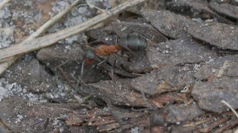 An ant runs an anthill, closeup Stock Footage 73662419
