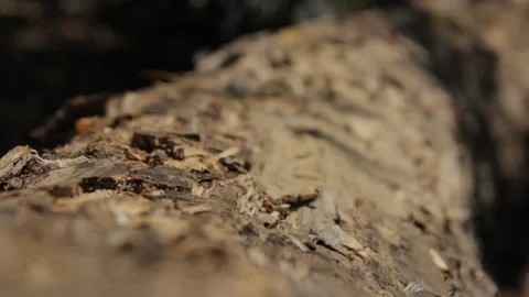 Ant runs around the tree Stock Footage 88716788