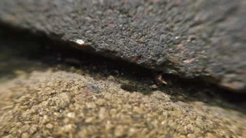 The ant runs on the ground macro Stock Footage 136581146