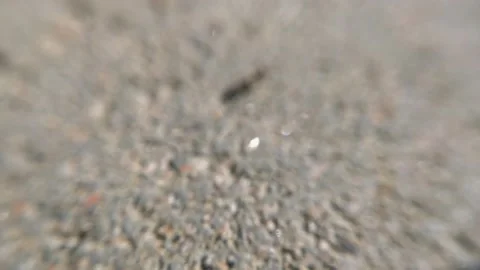 The ant runs on the ground macro Stock Footage 136581231