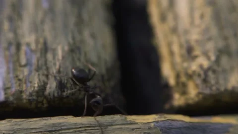 The ant runs on the ground macro Stock Footage 136941308