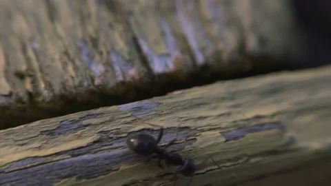 The ant runs on the ground macro Stock Footage 136941324