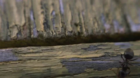The ant runs on the ground macro Stock Footage 136941325