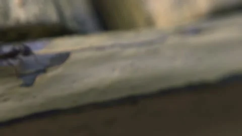 The ant runs on the ground macro Stock Footage 136941330