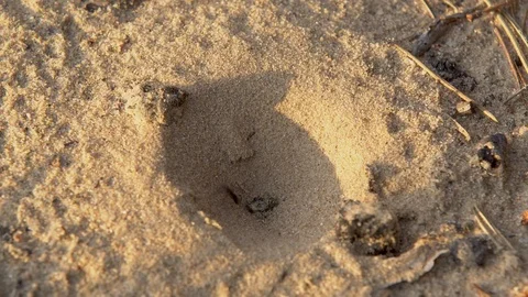 The ant runs right through the centre of the trap of ant-lion. Ant-lion miss Stock Footage 90121830