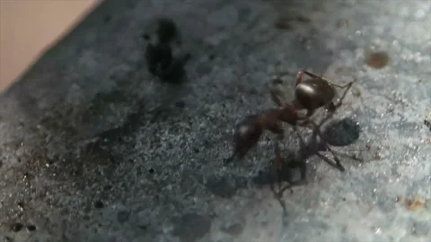 Ant runs on sticky surface Stock Footage 142675281