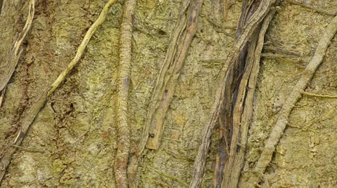 Ant rush hour on a trunk Stock Footage 23582791