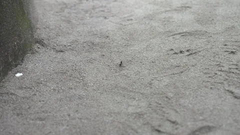 Ant on sand in Maldives Stock Footage 167549014