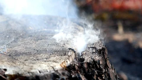 Ant saves itself on a stump after a forest fire Stock Footage 249526585