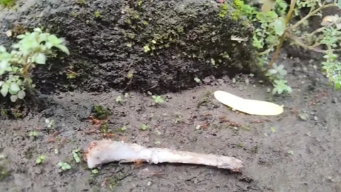 ANT  SEMUT Stock Footage 232097735