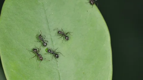Ant sharing the juice Stock Footage 97888874