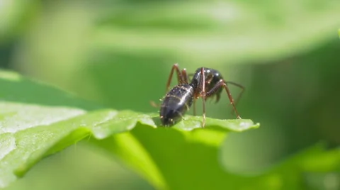 Ant on a sheet is cleaned Stock Footage 52313425