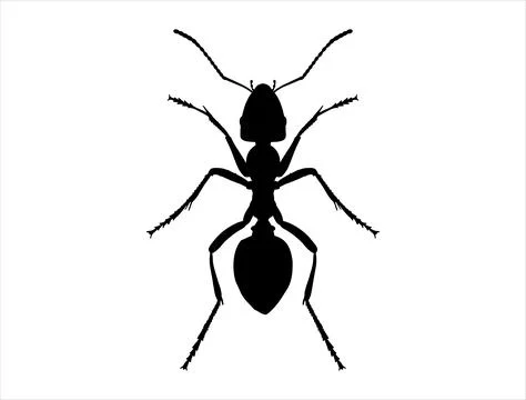 Ant silhouette vector art Stock Illustration