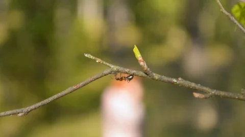 Ant sitting on the edge of the tree branch with people walking on the background 스톡 동영상 89625495