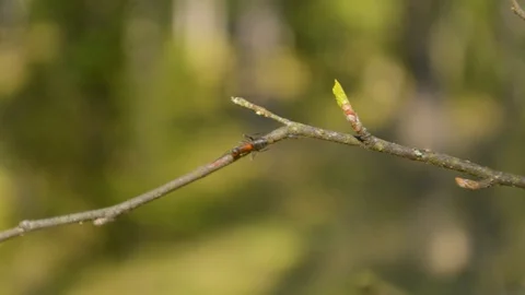 Ant sitting on the edge of the tree branch with people walking on the background 스톡 동영상 89625591