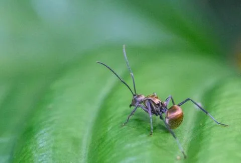 Ant is sitting on a green leaf. Stock Photos