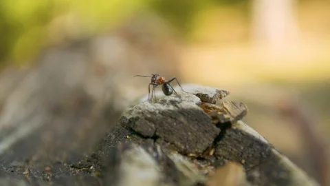 Ant sitting still on the edge of the old wooden log 스톡 동영상 89616484