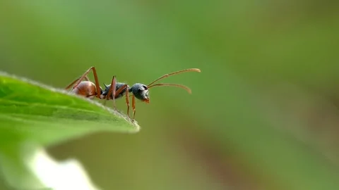 The ant species has a reddish-brown belly with a black head and body. Stock Footage 241213697