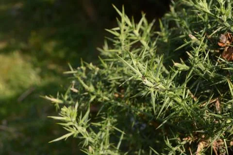 Ant on a spiky gorse bush Stock Photos