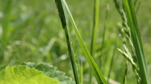 Ant on a stalk Video stock 24739318