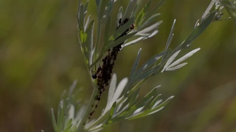 The ant on the stem Stock Footage 94534567