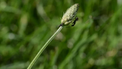 An ant on the stem of grass Stock Footage 91748577