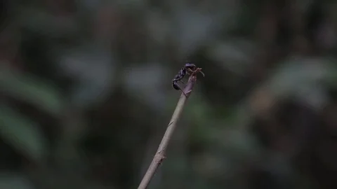 An ant on a stick Stock Footage 103044831