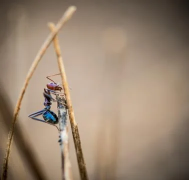 Ant on a stick Stock Photos