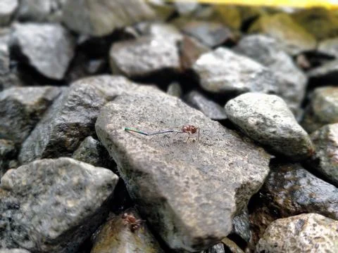 Ant &amp; Stone Stock Photos