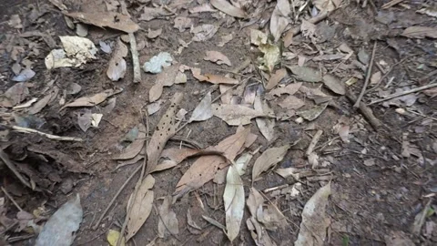 Ant street on a forest leaf floor Vídeos de archivo 238764828