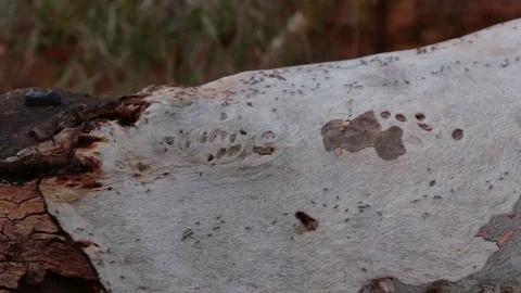 Ant street on a tree trunk in Australia Stock Footage 71107937