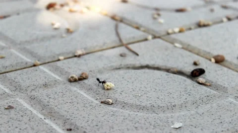 Ant struggle Stock Footage 29270061