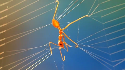 Ant struggling to escape from spider web, in the morning Chiangmai Thailand Stock-Footage 103681587