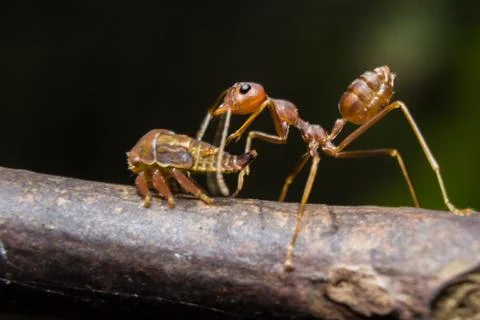 Ant is suck nectar of aphids Stock Photos
