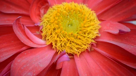 Ant On A Sunflower Pollination Process Close-Up Stock Footage 45961255