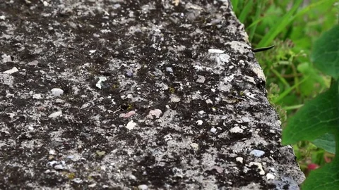 Ant with a sunflower seed on the edge Stock Footage 78452195