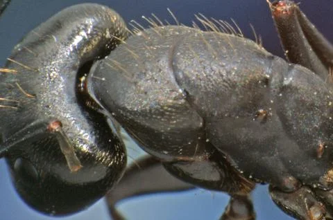 ANT--SUPER MACRO OF HEAD AND THORAX DETAILS Stock Photos