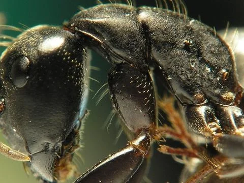 ANT--SUPER MACRO  SIDE VIEW 2 Stock Photos