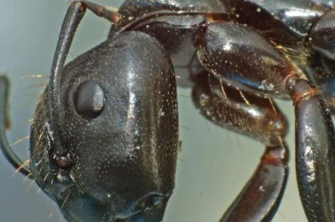 ANT--SUPER MACRO SIDE VIEW Stock Photos