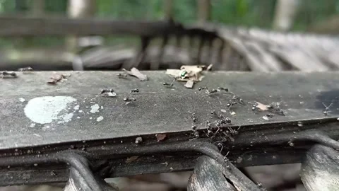 Ant swarm activity Stock Footage 235962786