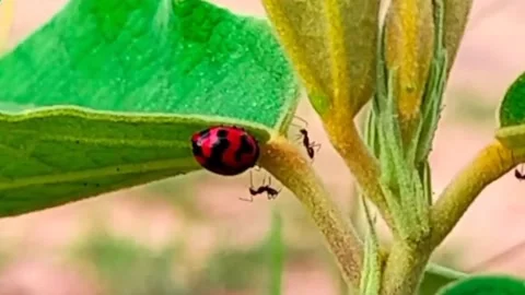 In the ant swarm Stock Footage 223321485