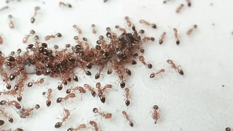 Ant swarm Video stock 304464432