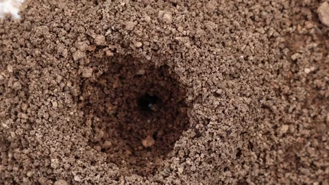 Ant takes mud stone from anthill Stock Footage 290014249
