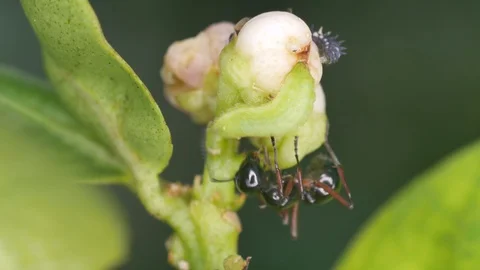 Ant taking care aphid on the flower bud Stock Footage 101298151