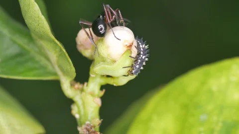 Ant taking care aphid on the flower bud and the ladybug larva move closer Stock Footage 101344588