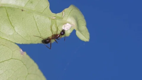 Ant taking care aphid Stock Footage 82579603