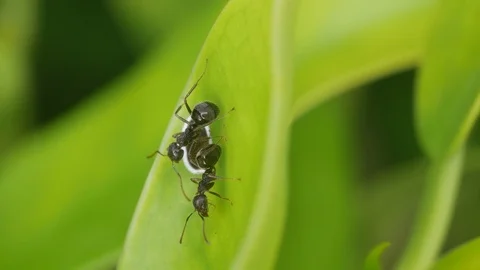 Ant taking care aphid Stock Footage 98836243