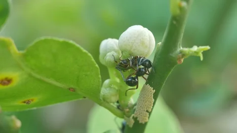 Ant taking care aphid Stock Footage 101748846