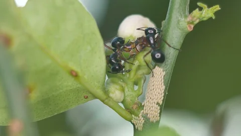 Ant taking care aphid Stock Footage 101749556