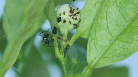 Ant taking care aphid Stock Footage 102962412